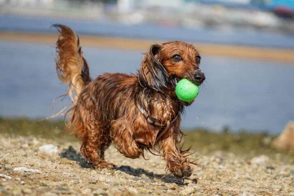 Are Lacrosse Balls Safe For Dogs