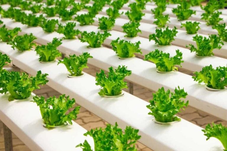 The Ultimate Guide to Aquascaping and Hydroponics for Beginners