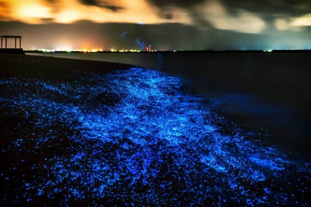 Fluorescent Beach