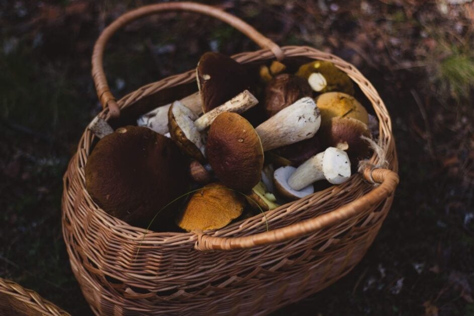 32 Types of Mushrooms, Shrooms, Sprouts, Spores, Ground Fruits and Other Fungi