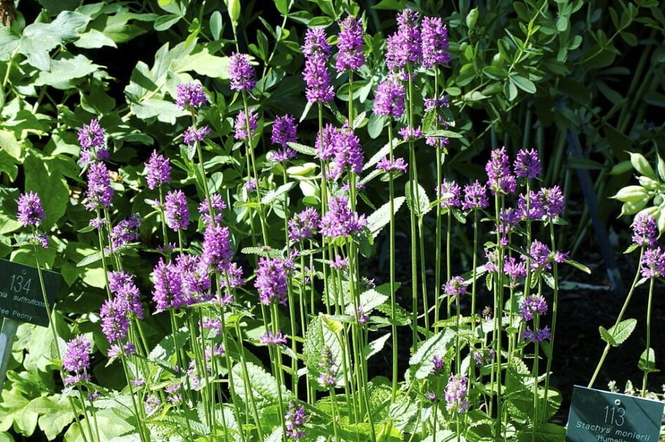 Betony (Betonica Officinalis)