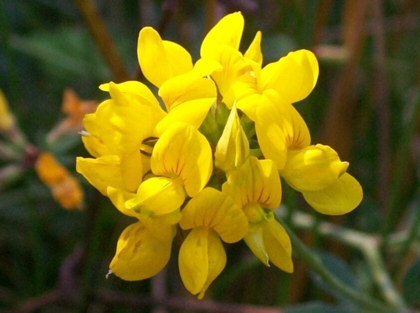 Bird’s Foot Trefoil (Lotus Corniculatus)