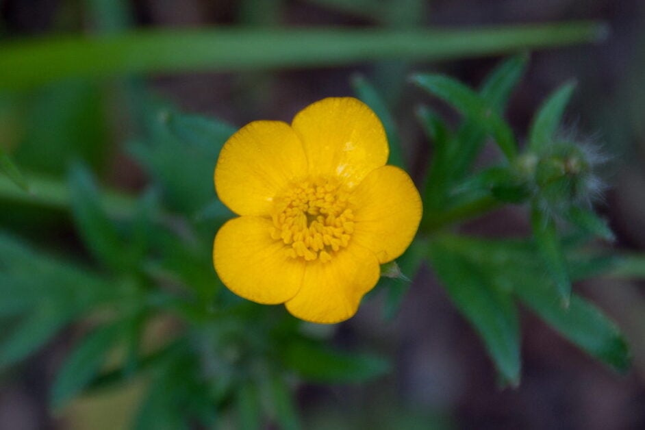 Buttercup (Ranunculus)
