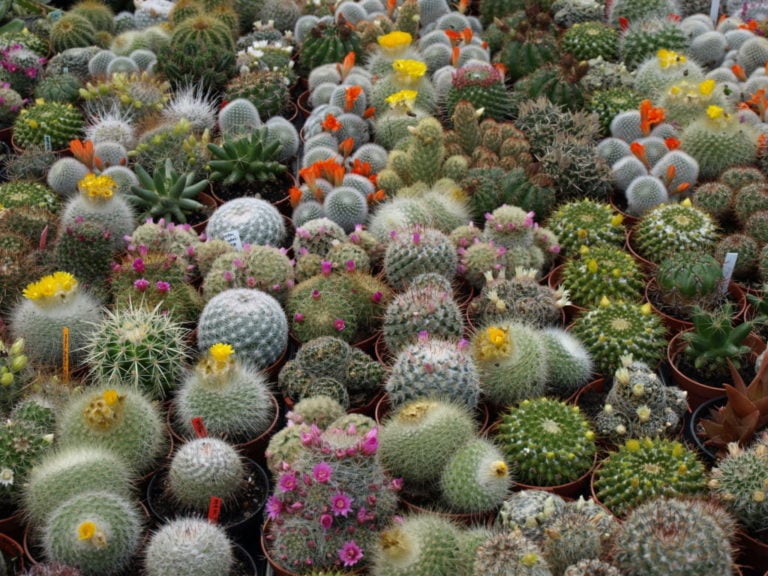 Choosing-the-Right-Succulent-from-the-Top-42-Types-of-Cactus