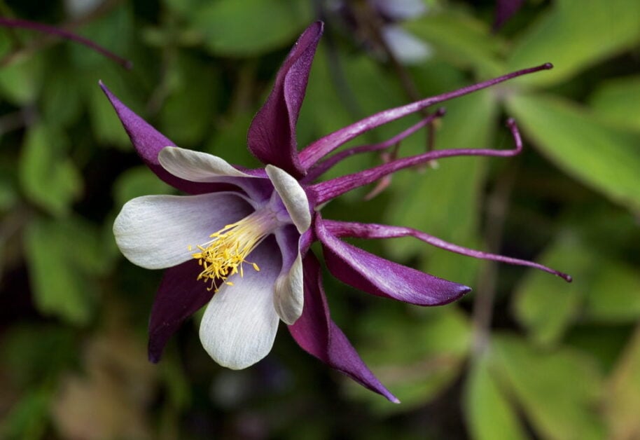 Columbine (Aquilegia)