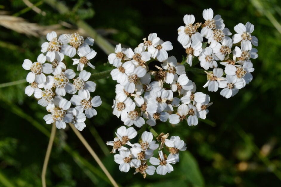 Common Yarrow (Achillea Millefolium)