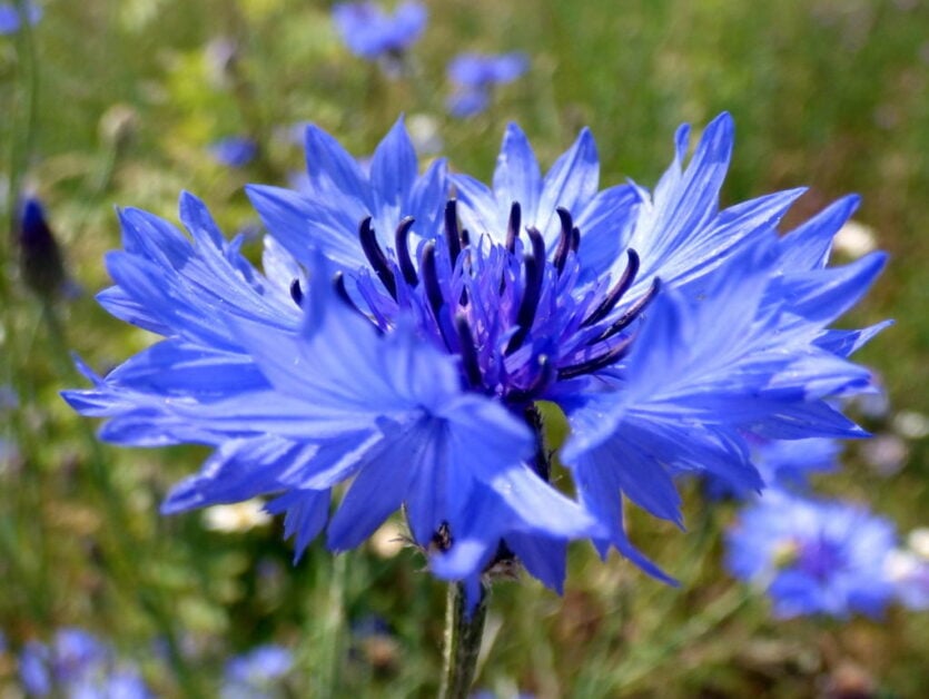 Cornflower (Centaurea Cyanus)
