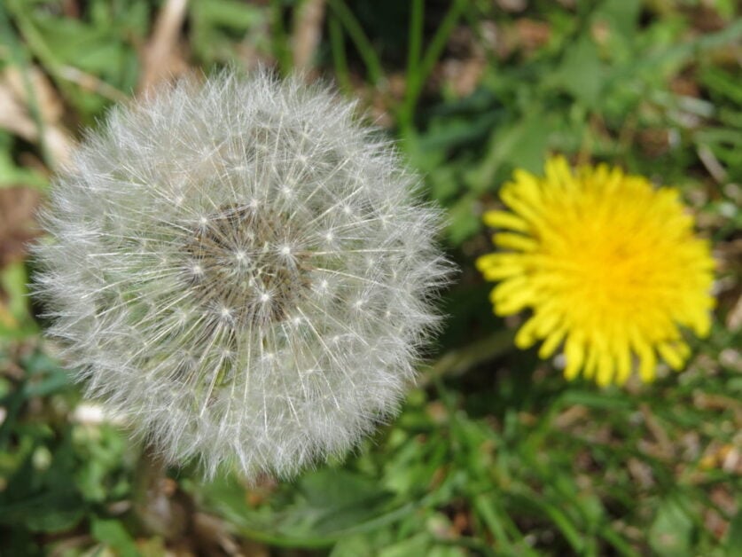 Dandelion (Taraxacum)