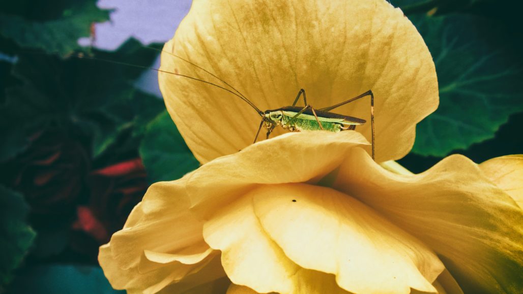 Discovering The 17 Various Types Of Cricket You Can Hear Chirping ...