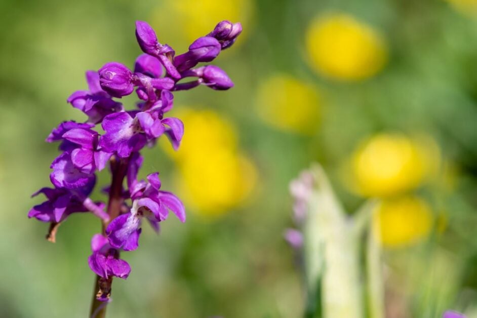 Early Purple Orchid (Orchis Mascula)