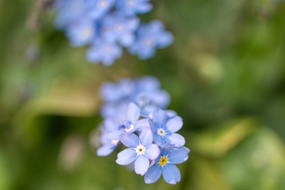 Forget Me Not (Myosotis)