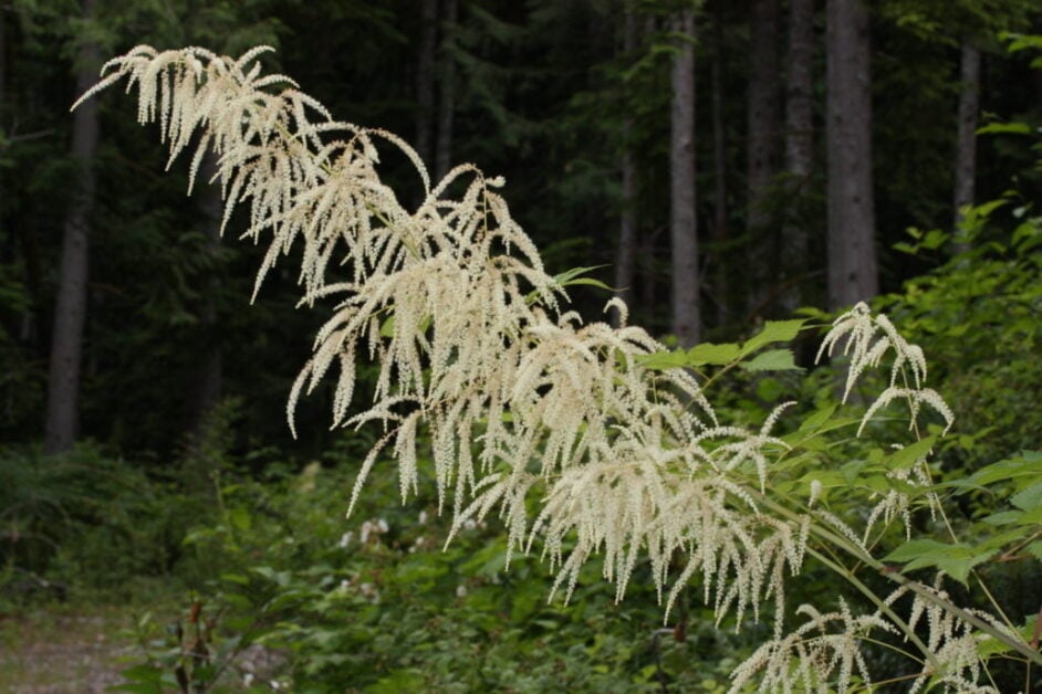 Goat’s Beard (Aruncus Dioicus)