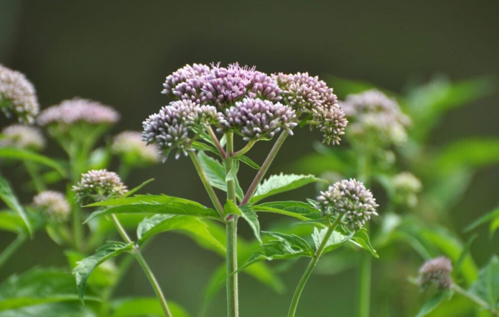 Hemp Agrimony (Eupatorium Cannabinum)