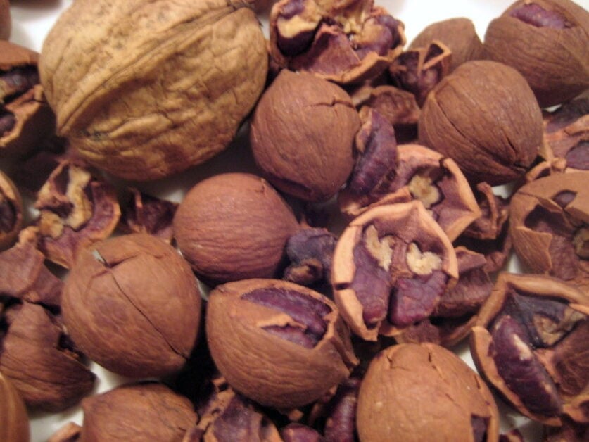 Hickory Nuts