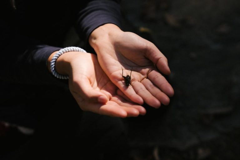 Discovering The 17 Various Types Of Cricket You Can Hear