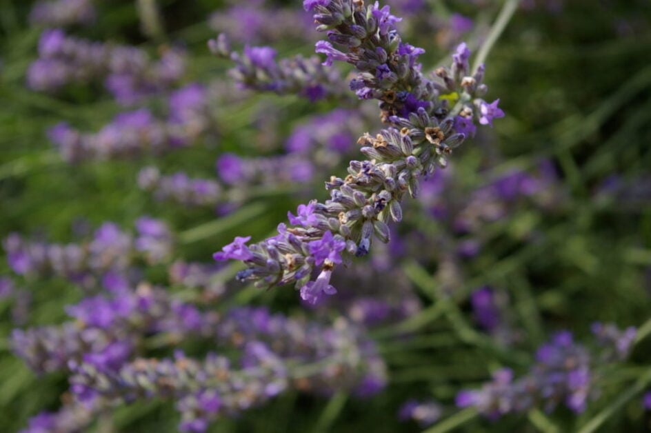 Lavender (Lavandula)