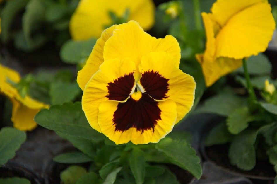Pansy (Viola Tricolor Var. Hortensis)