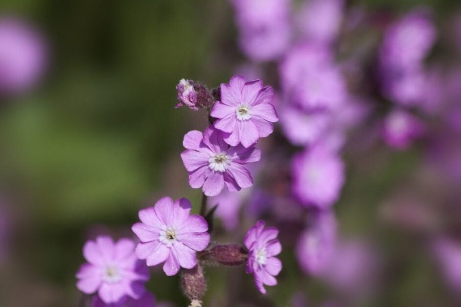 Red Campion (Silene Dioica)