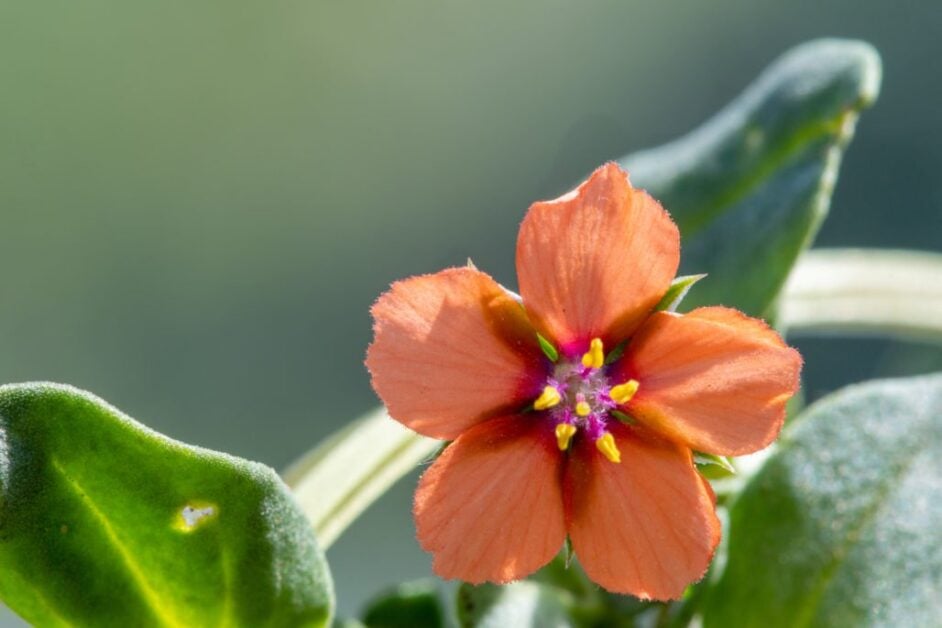 Scarlet Pimpernel (Anagallis Arvensis)