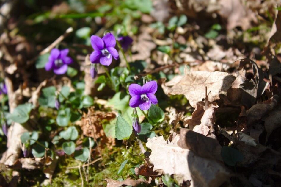 Sweet Violet (Viola Odorata)