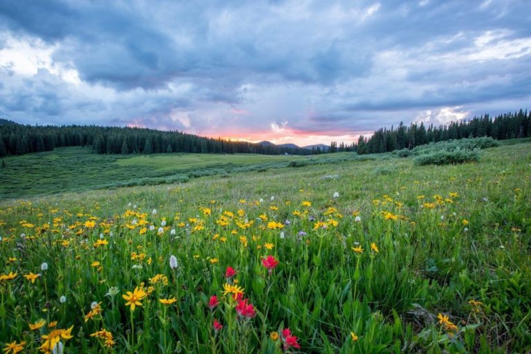 The Top 51 Native Types of Flowers to Grow in Your Great British Garden