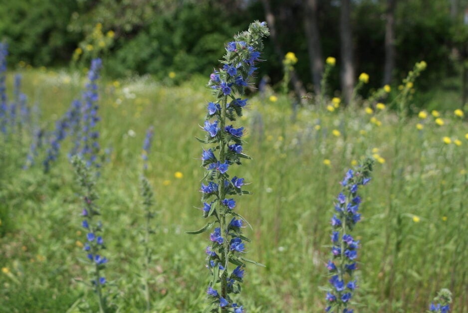 Viper’s Bugloss (Echium Vulgare)