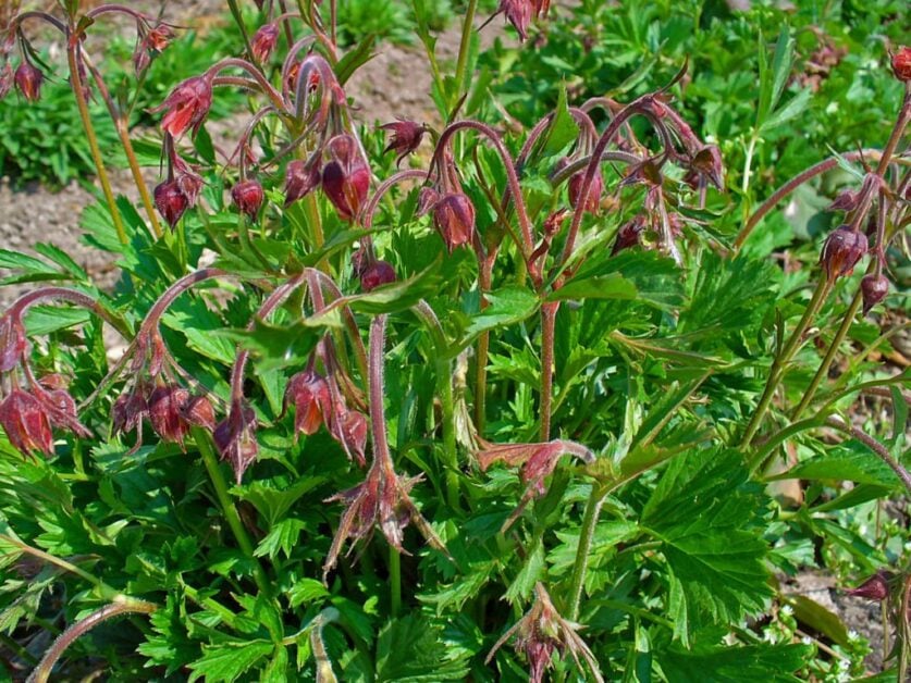 Water Avens (Geum Rivale)