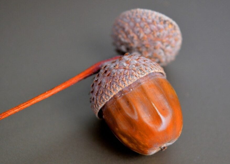 acorn