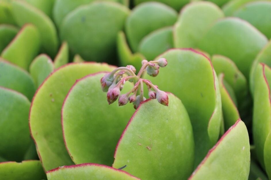 Are the Different Kinds of Jade Plant Poisonous or Toxic