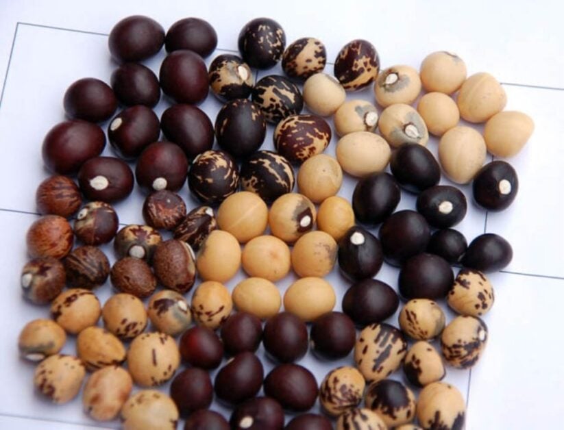 Bambara Groundnuts