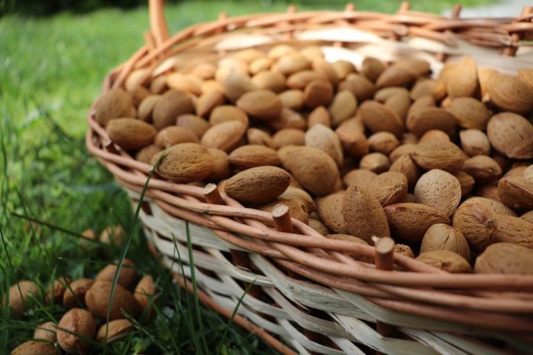 Everything you Didn’t Know You Needed to Know About the Types of Almonds
