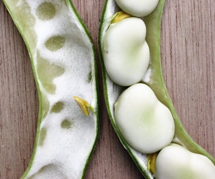 Horse Beans