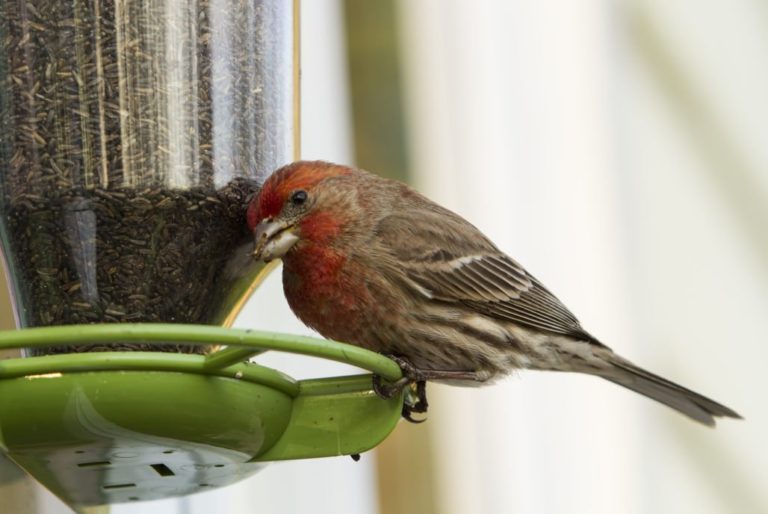 The Nature Lover’s Guide to the 24 Types of Bird Feeders