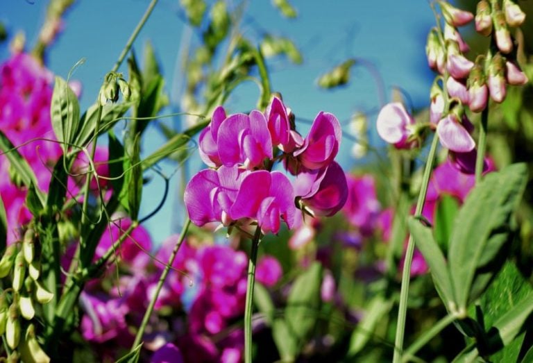 The Top 35 Most Beautiful Types of Sweet Peas You Should Grow