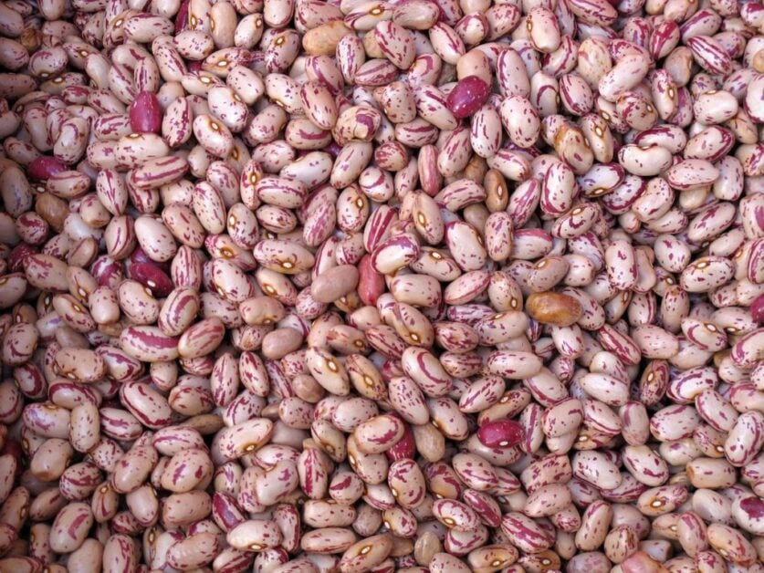 What are the 20 Types of legumes You can Find