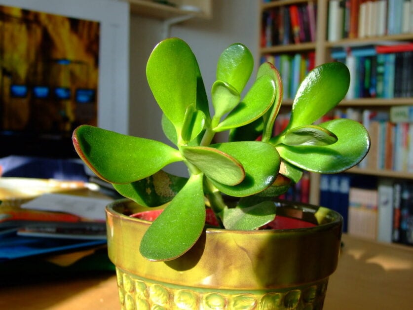 What is a Jade Plant