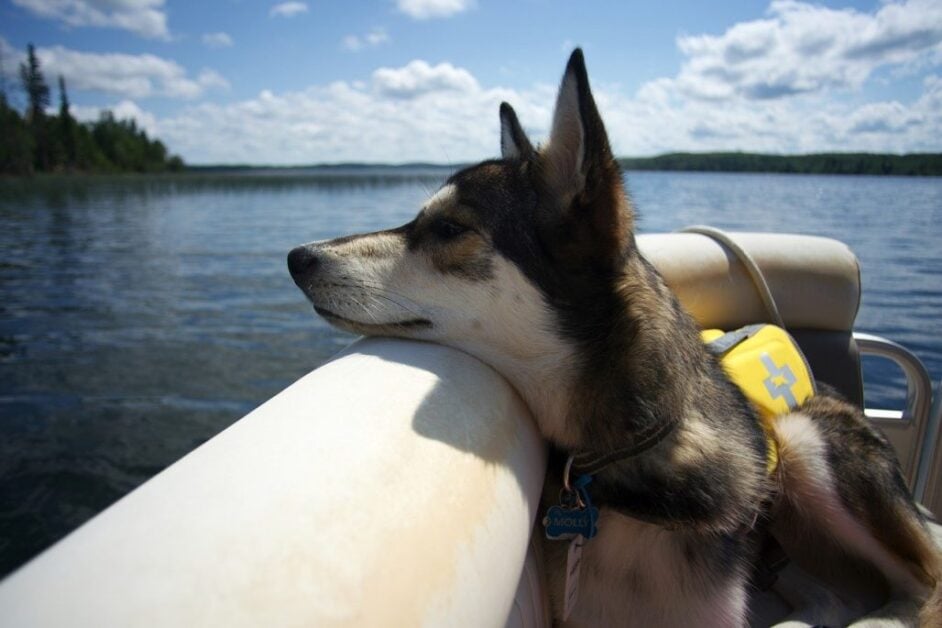 36. Dog Platform for Pontoon Boats.