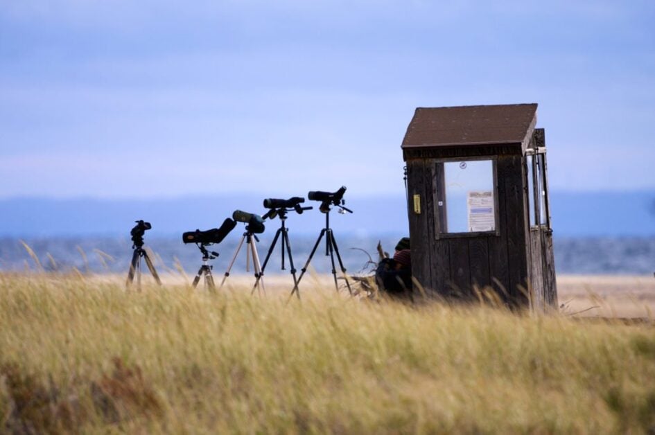 Ultimate Review of the Best Spotting Scopes for Birding