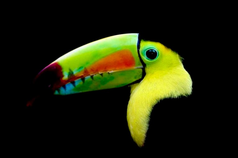 10 Central American Birds That Are Absolutely Bizarre