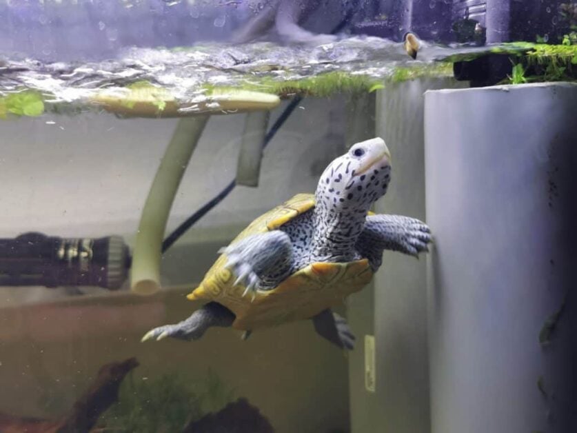 Aquatic Turtles vs Semi Aquatic Turtles