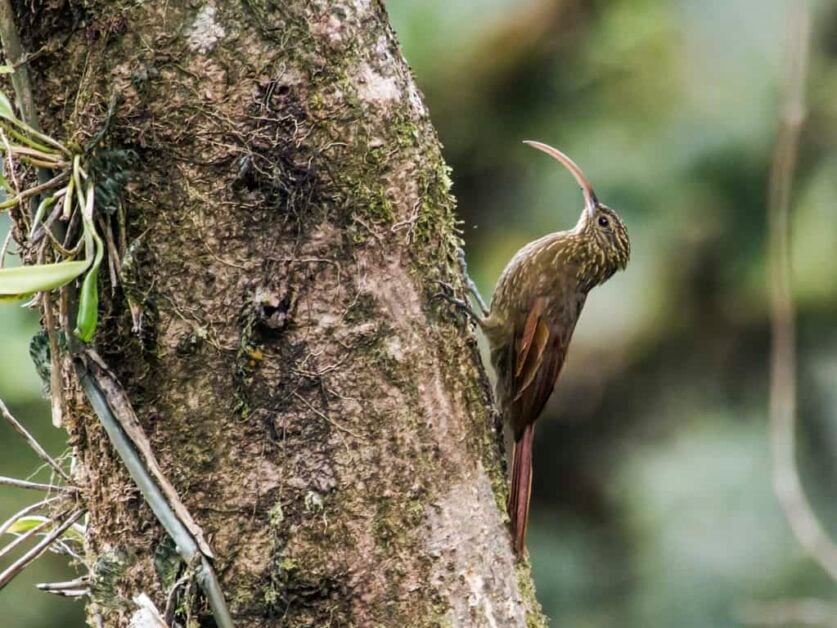 Brown-billed Scythebill