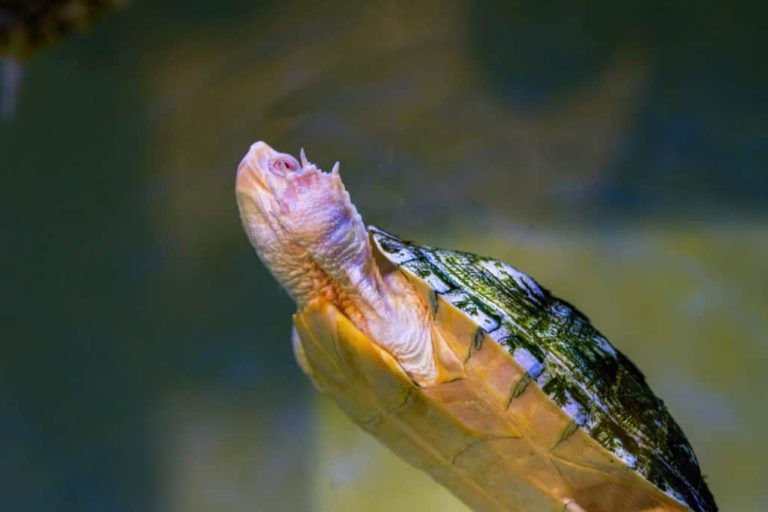 How to setup a turtle tank