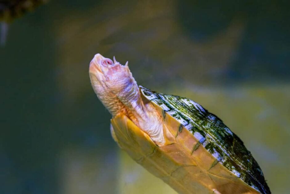 How to setup a turtle tank