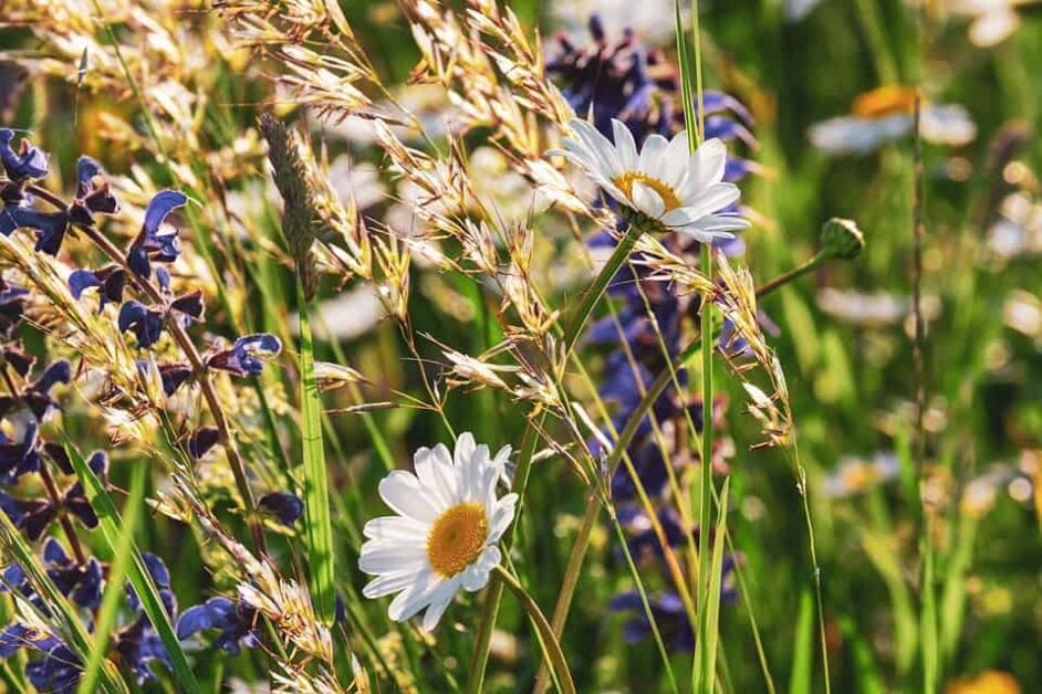 A Guide to Growing Wildflowers