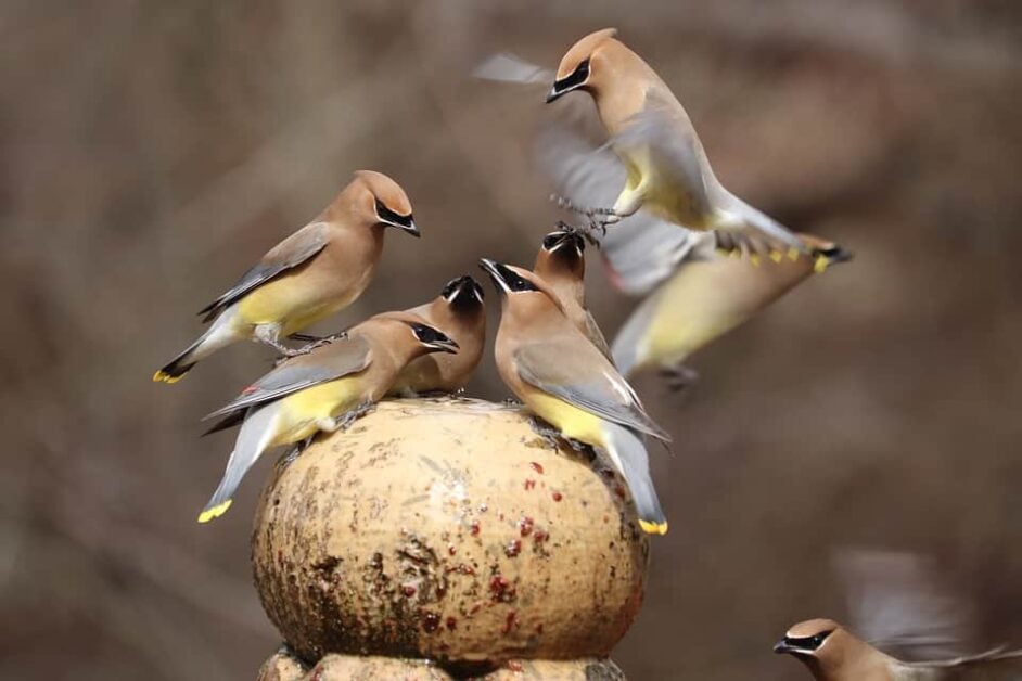Benefits of Attracting Birds to Your Yard
