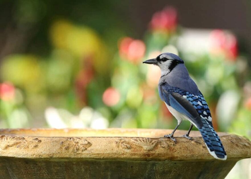Do I need to Watch Out for Some Things when Feeding Birds
