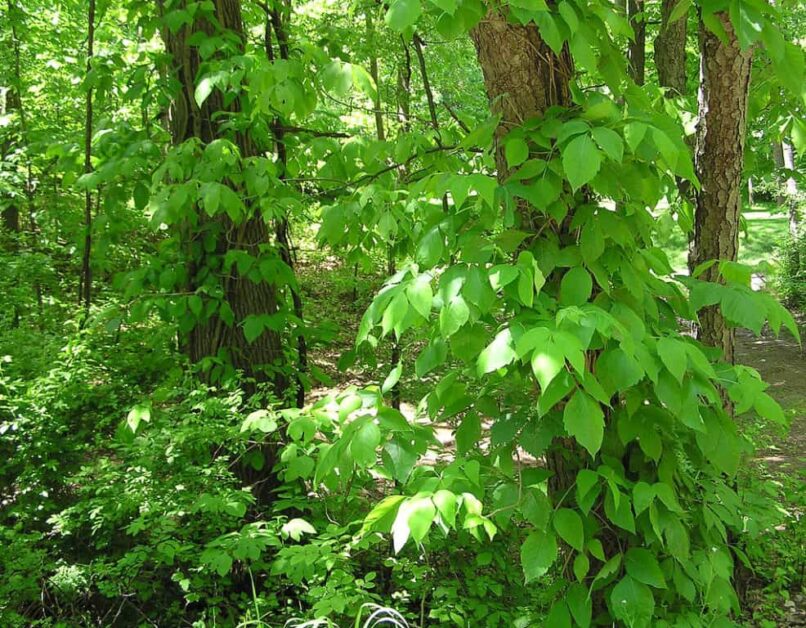 Frequently Asked Questions How to Get Rid of Poison Ivy