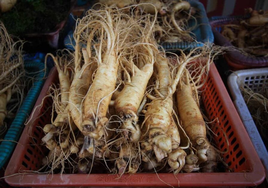Frequently Asked Questions about Growing Ginseng