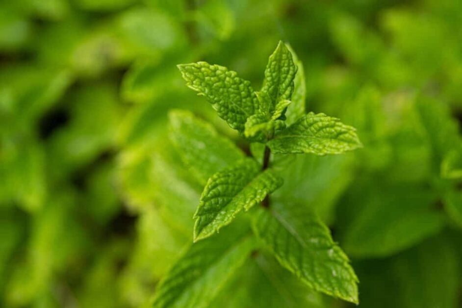 How Much Water Do Herb Gardens Need?