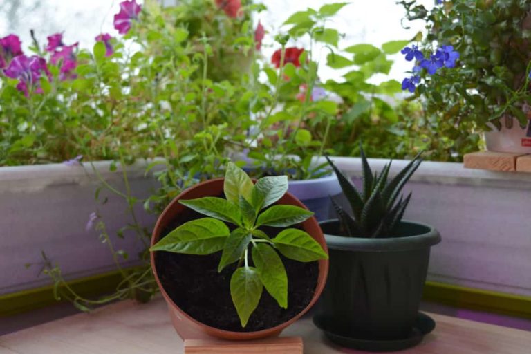 How To Grow Fresh Herbs Indoors - ULTIMATE Beginners Guide